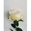 Růže krémová, 12 ks