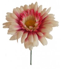 Gerbera vazbovka