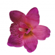Orchidej