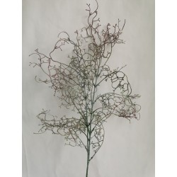 Drátovec růžový 80 cm