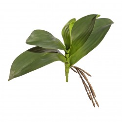 Listy orchideje x5 25 cm