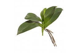 Listy orchideje x5 25 cm