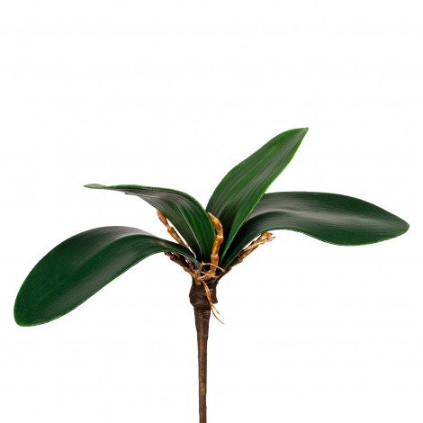 Listy orchideje x 4