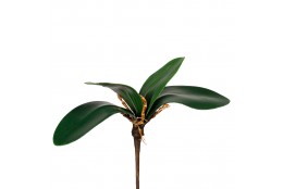 Listy orchideje x4 20 cm