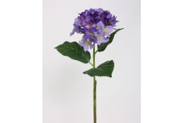 AA Hortenzie modro-fialová 50 cm