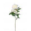 Pivoňka x3 krém, 66 cm