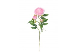 Pivoňka x3 krémovo-růžová 66 cm