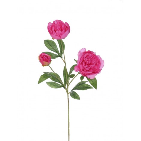 Pivoňka x3 BTY., 67 cm