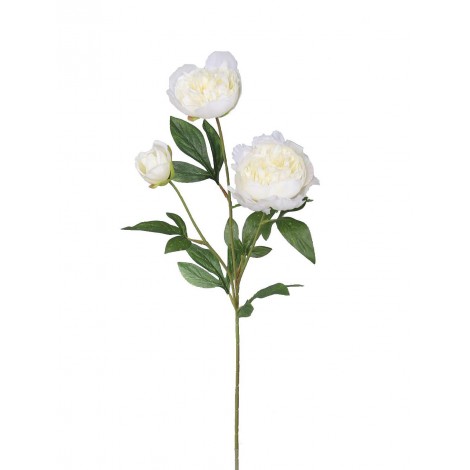 Pivoňka x3 krém., 67 cm