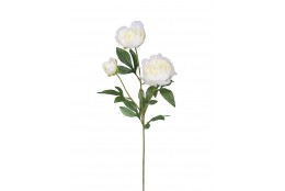 Pivoňka x3 krémová 67 cm