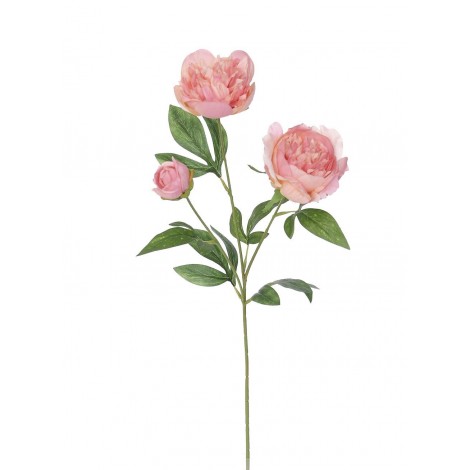 Pivoňka x3 LTMA., 67 cm