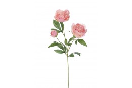 Pivoňka x3 lososová 67 cm