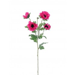 Sasanka Anemonka beauty 62 cm