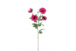 Sasanka Anemonka beauty 62 cm
