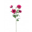Anemonka beauty