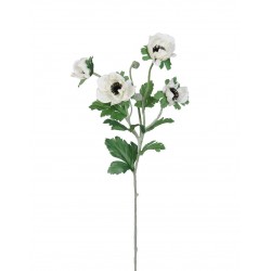 Sasanka Anemonka krémová 62 cm