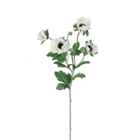 Anemonka krém