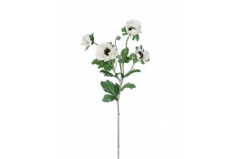 Sasanka Anemonka krémová 62 cm