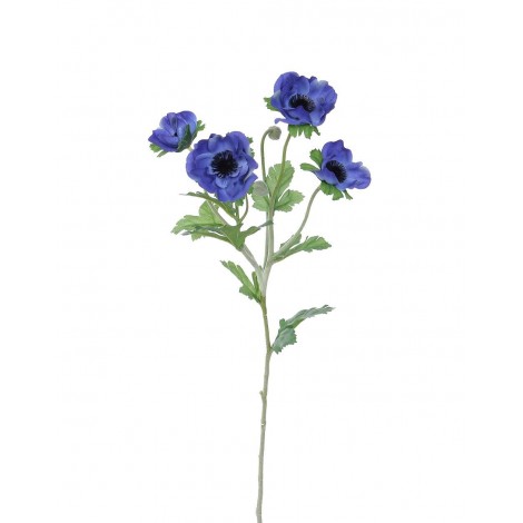 Anemonka tmavě modrá