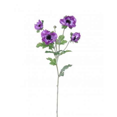 Anemonka fialová