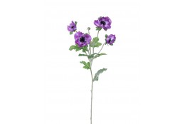 Sasanka Anemonka fialová 62 cm