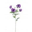 Anemonka fialová