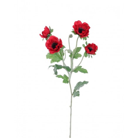 Anemonka červená