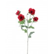 Anemonka červená