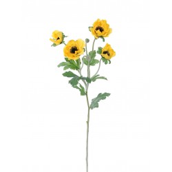 Sasanka Anemonka žlutá 62 cm