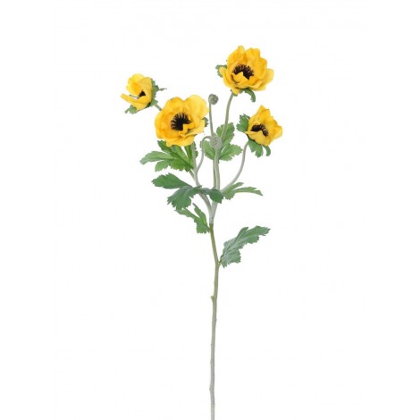 Anemonka žlutá