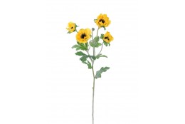 Sasanka Anemonka žlutá 62 cm