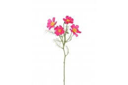 Cosmos Krásenka beauty 60 cm