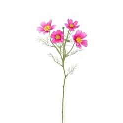 Cosmos Krásenka lavender 60 cm