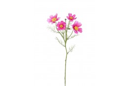 Cosmos Krásenka lavender 60 cm