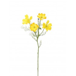 Cosmos Krásenka žlutá 60 cm