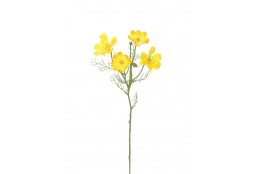 Cosmos Krásenka žlutá 60 cm
