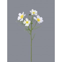 Cosmos Krásenka bílá 60 cm
