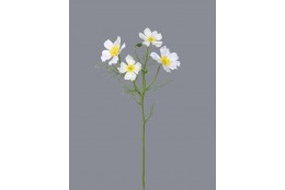 Cosmos Krásenka bílá 60 cm