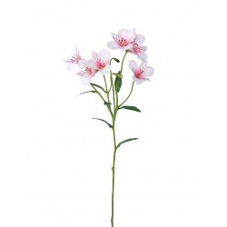Alstromerie bílo-růžová 65 cm
