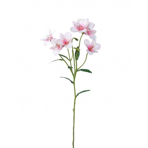 Alstromeria