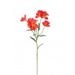 Alstromeria