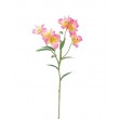 Alstromeria