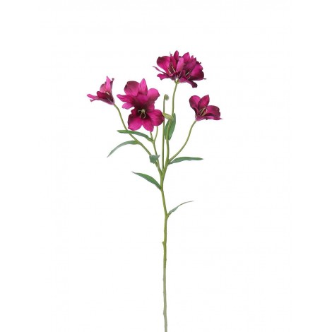 Alstromeria