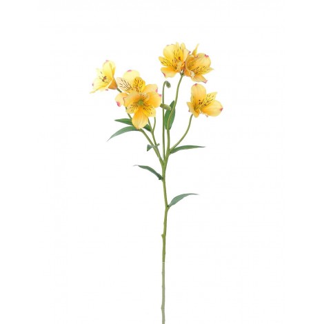 Alstromeria