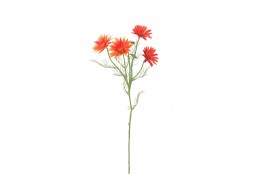 Kopretina oranžová 60 cm
