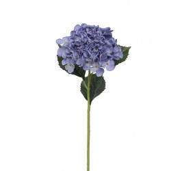 Hortenzie modrá 52 cm