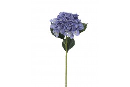 Hortenzie modrá 52 cm