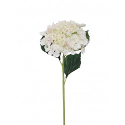 Hortenzie krémová 52 cm