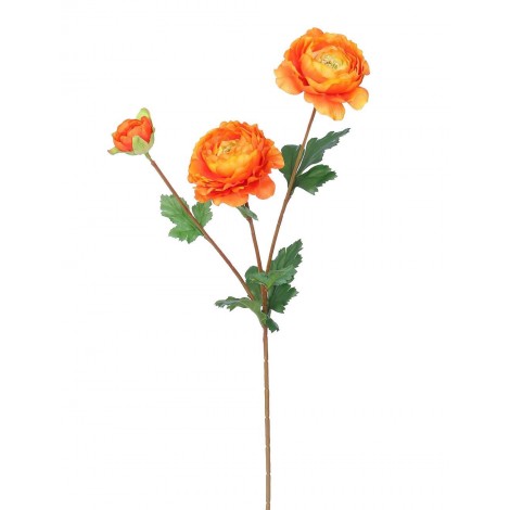 Ranunculus  