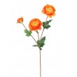 Ranunculus  